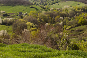 Spring landscape on a sunny day.