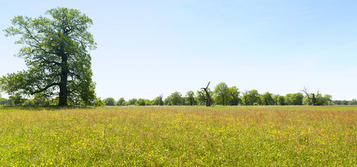 panorama of spring meadow