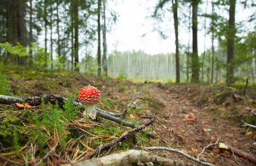 Forest