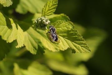 wild bee on green leaf