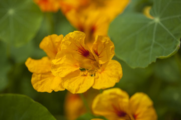 Flora of Gran Canaria -  Tropaeolum majus