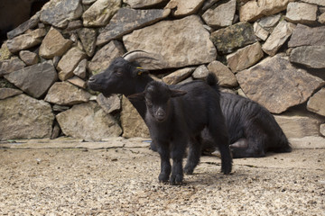 black baby goat