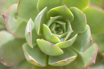 Aeonium percarneum background