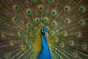 male peacock displaying