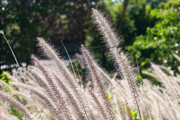 Obraz premium Fluffy grass background