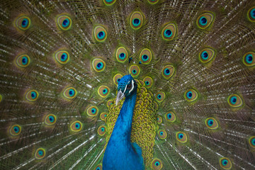 male peacock displaying