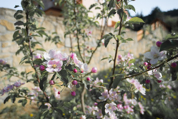 Blossomed apple tree