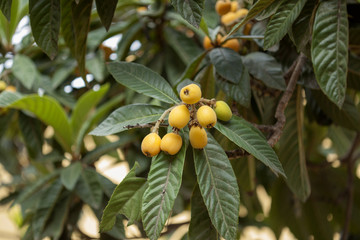 branches of loquat, Eriobotrya japonica