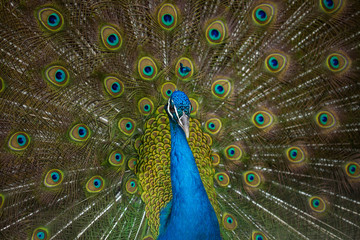 Obraz premium male peacock displaying
