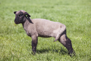 young beautiful lamb in green grassy meadow in peculiar posture
