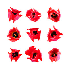 Fototapeta premium Collection of red flowers of tulips isolated on white background. Tulipa, family Liliaceae. Spring blooming perennial herbaceous bulbiferous geophytes