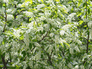 Floral spring background, soft focus. Branches of blossoming bird-cherry, prunus padus in spring outdoors