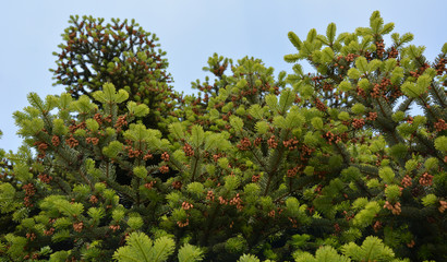 Green branches of pine seed