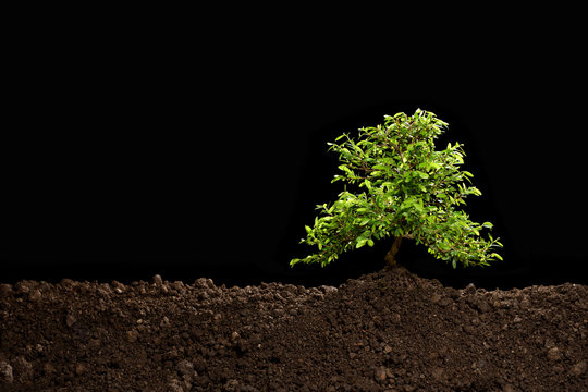 Small tree growing out from soil isolated on black background