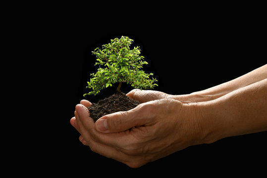 Hands Holding And Caring A Small Tree On Black Background