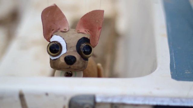 Chihuahua manipulate by puppeteer
