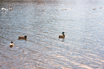 Ducks swim on a sunny day