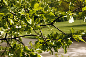 Tree in the park