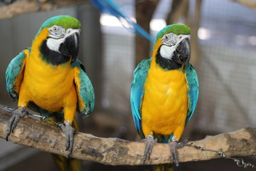 Blue parrot caught on branch.