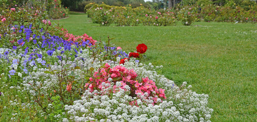 Beautiful flower garden in Golden Gate Park San Francisco
