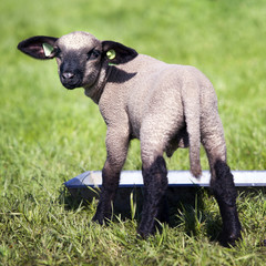 young beautiful lamb in green grassy meadow near food trough