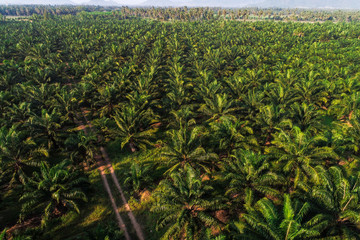 Aerial view of agricultural oil palm tree plantation field in morning