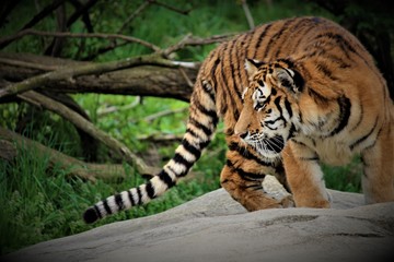 Tiger Hunting For Food