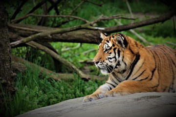 Tiger Hunting For Food