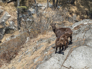 Wild goats on a rock in Khumbu region of eastern Nepal.