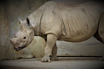 Fototapeta premium Strong Rhino Standing