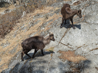 Wild goats on a rock in Khumbu region of eastern Nepal.