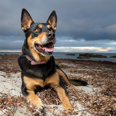 Lets play at the beach with Niko dog