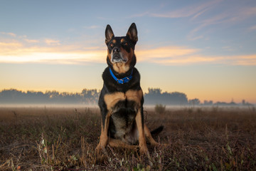 Sunrise with Niko Dog