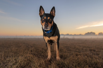 Sunrise with Niko Dog