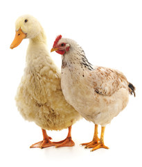 White duck and chicken.