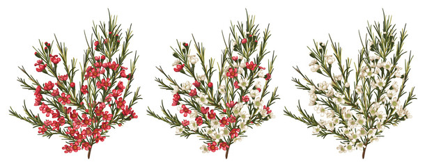 Chamaelaucium (waxflower) red and white flowers. Vector floral pattern set isolated on white. Beautiful watercolor element for banners, invitation, greeting cards, flyers