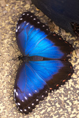 Obraz na płótnie Canvas Blue morpho peleides exotic butterfly sitting on a green leaf