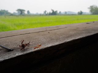 Large orange ants on old wood surfaces and grass.