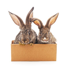 Rabbits in the box.