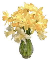 White and yellow narcissus in glass vase isolated on a white background 