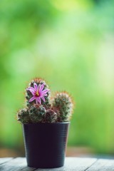 Little cuctus pot plant with blooming flower on wood table with blur green garden background