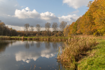 Im Naturschutzgebiet Gagelbestand bei Lohmar, NRW