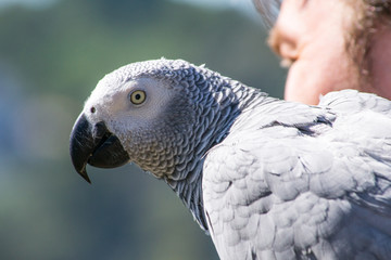 Fototapeta premium Parrot on a walk.
