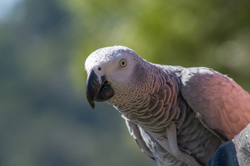 Parrot on a walk.