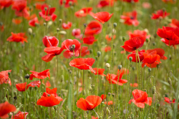Obraz na płótnie Canvas Beautiful poppies field.