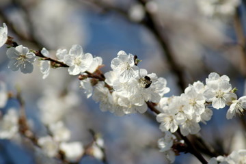  flowering apricot tree in spring