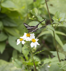Beautiful butterfly on flower in Vietnam