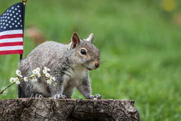 Obraz premium A patriotic gray squirrel (Sciurus carolinensis) stands near American Flag and smiles