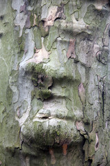 Tree bark