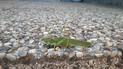 Grasshopper On The Ground